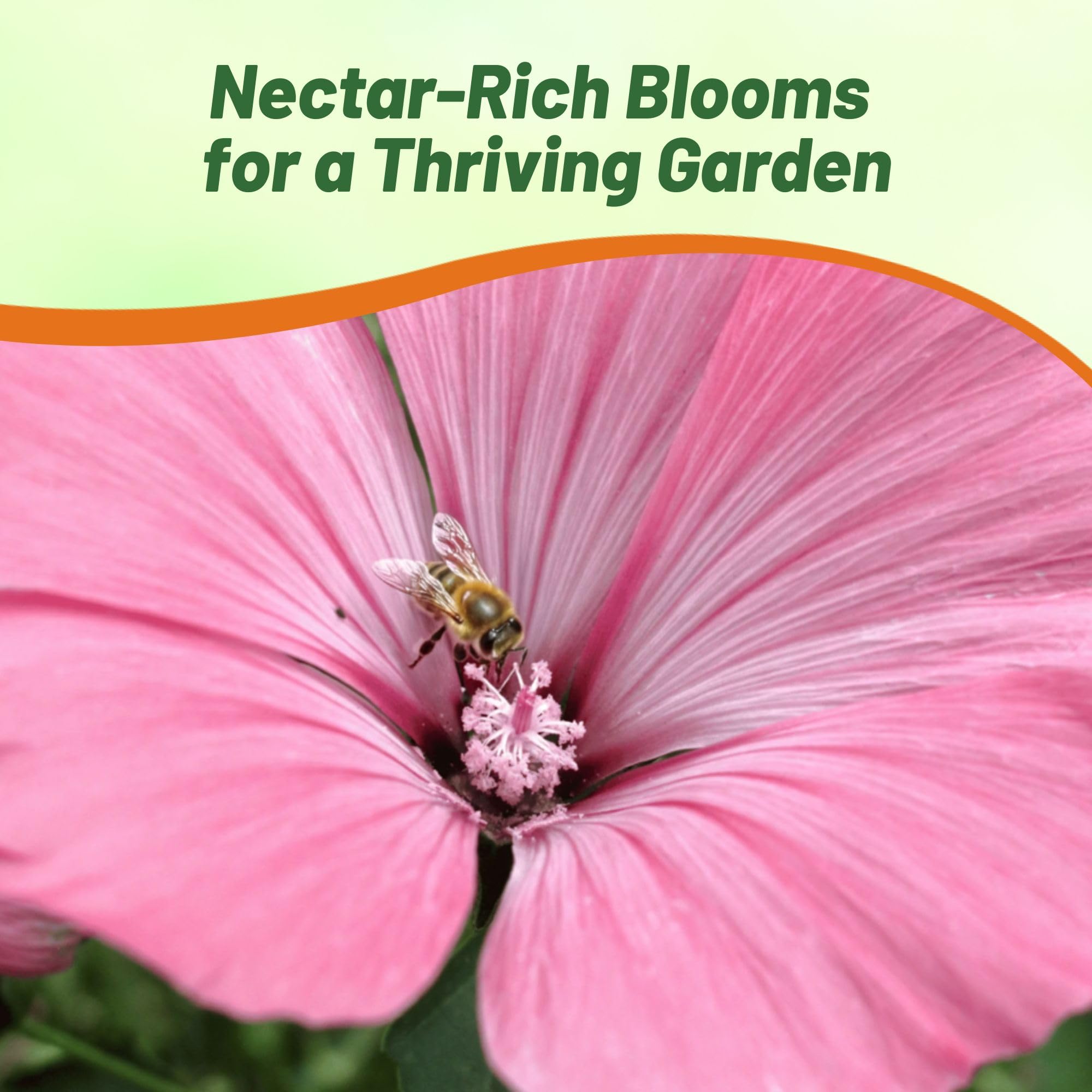 Amazon.com : Outsidepride 1000 Seeds Annual Lavatera Pink